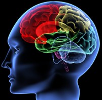 Brain